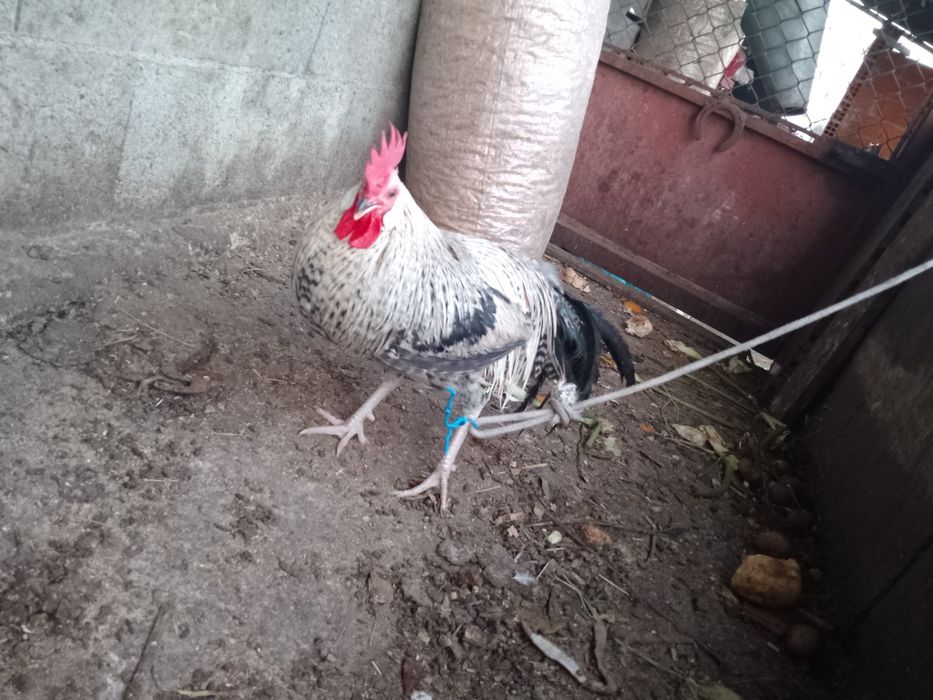Vendo ou troco garniso Fenix, alguma  duvida é so mandar mensagens