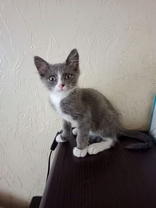 Віддам кошеня у добрі руки / Чудовий котик у білих шкарпетках!