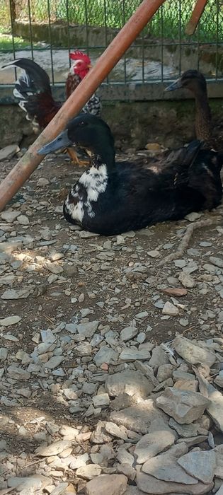 Casal patos cruzados cayuga