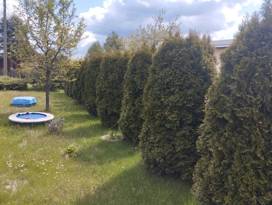 Działka rekreacyjna ROD Boryk w Gródku (Podlaskie)