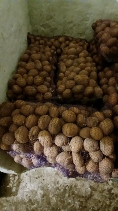 Картопля,рожева і жовта!