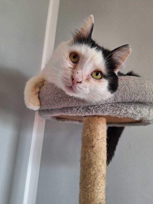 Pokochaj łaciatego kocurka który długo czeka na dom :(