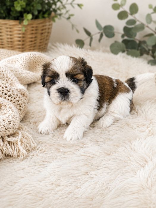 Piesek Shih Tzu malutki