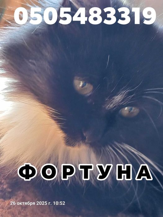 Пухнаста дівчинка