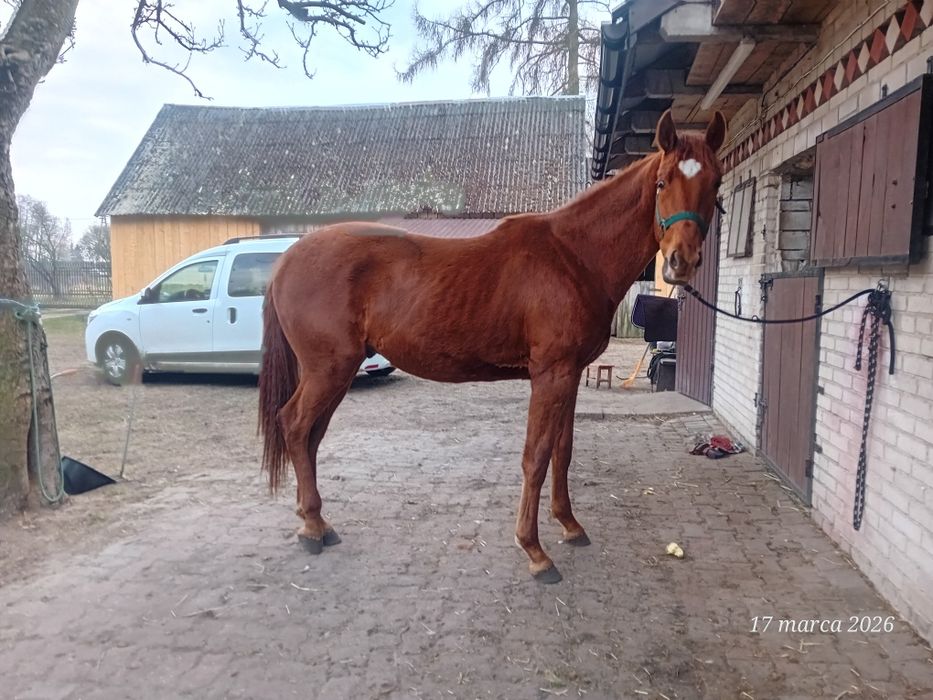Przyszłościowy wałach Othalan po wybitnym ogierzeOpoque