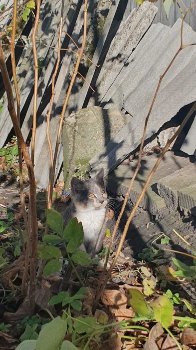 Кошенята в добрі руки