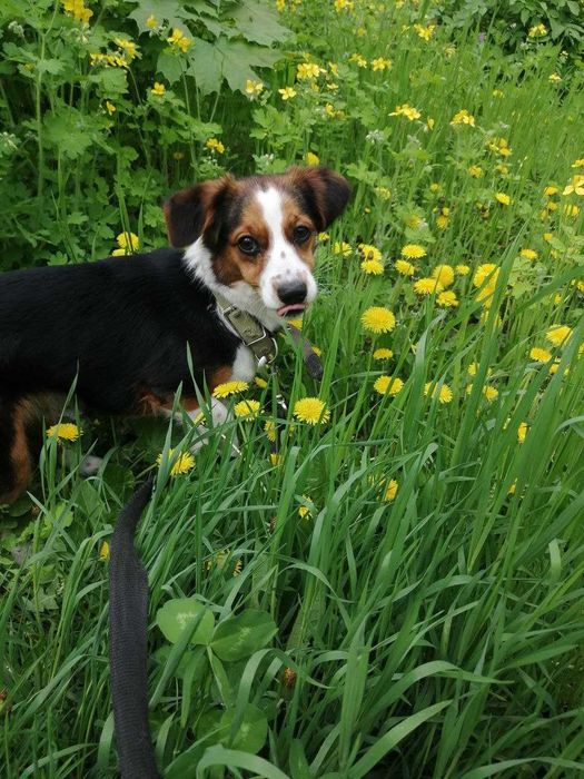 Здравствуйте, Я ищу любащего и ответственного хозяина для этой собачки