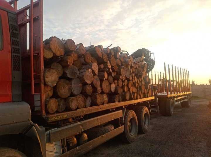 Drzewo akacja olcha dąb grab buk jesion Głogów/Polkowice/Lubin/Radwani