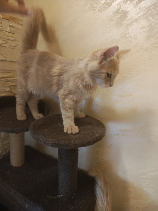 Maine coon kotka
