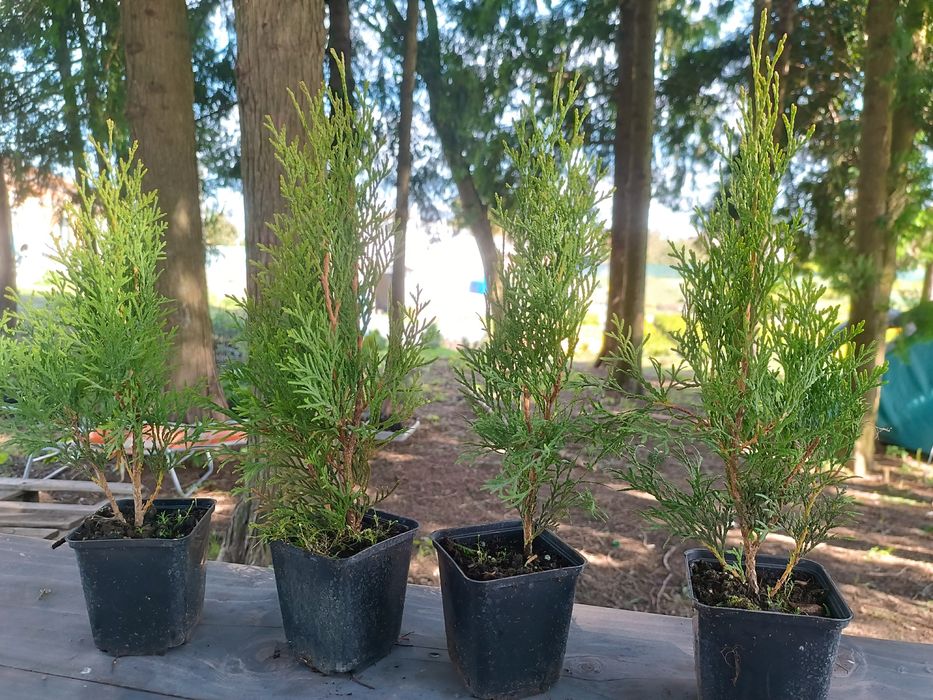 Туя смарагд 25-40см опт.