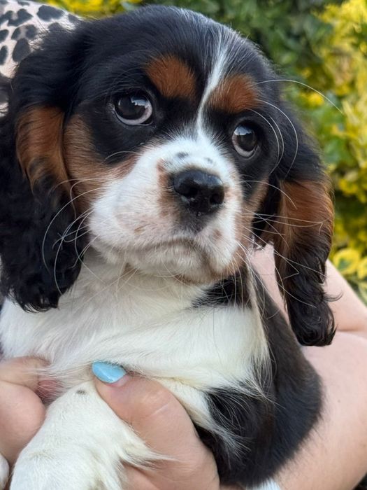 Suczka Cavalier King Charles Spaniel