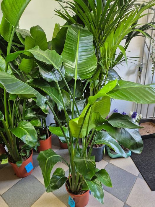 WYPRZEDAŻ Strelicja Nikolaj - Strelitzia Nicolai P21 120-140cm