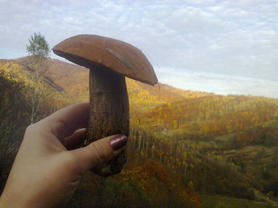 Мікс Грибний з Верховни