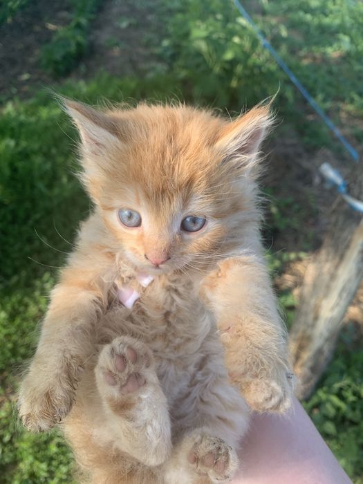 Дуже терміново віддам кошенят безкоштовно