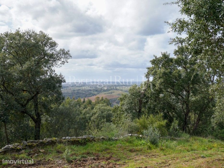 Quintinha rural com moradia T5 aprovada, em Mouriscas - Abrantes