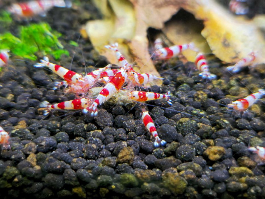 Caridina Crystal Red - Sem stock actualmente