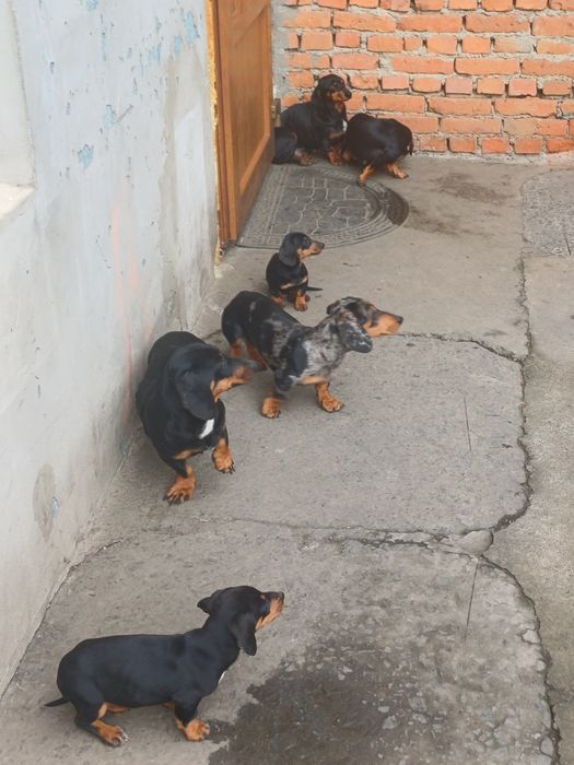 Таксочки чорні два місяці