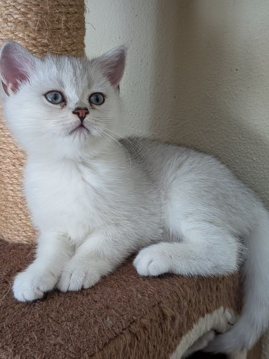 Gatinho Scotiish Straight