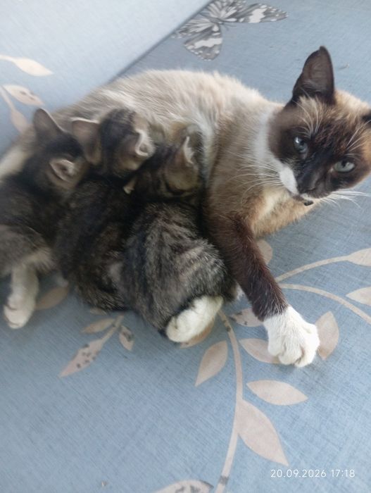 Віддам котиків безкоштовно