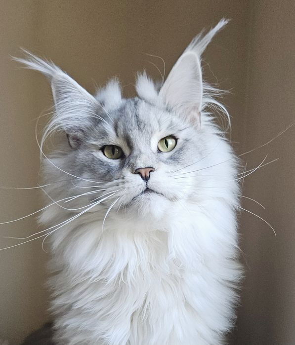 Koteczka długie futerko Maine Coon srebrzysty FPL
