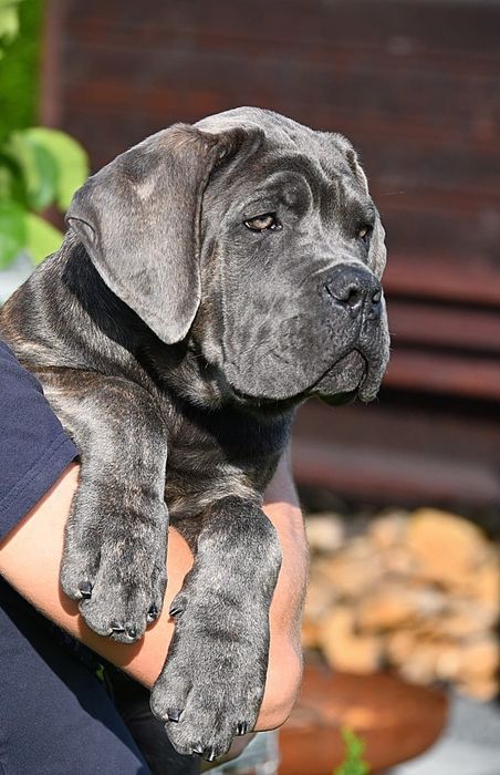 Cane Corso Italiano - ZkwP/FCI piękny szaro pregowany  samiec