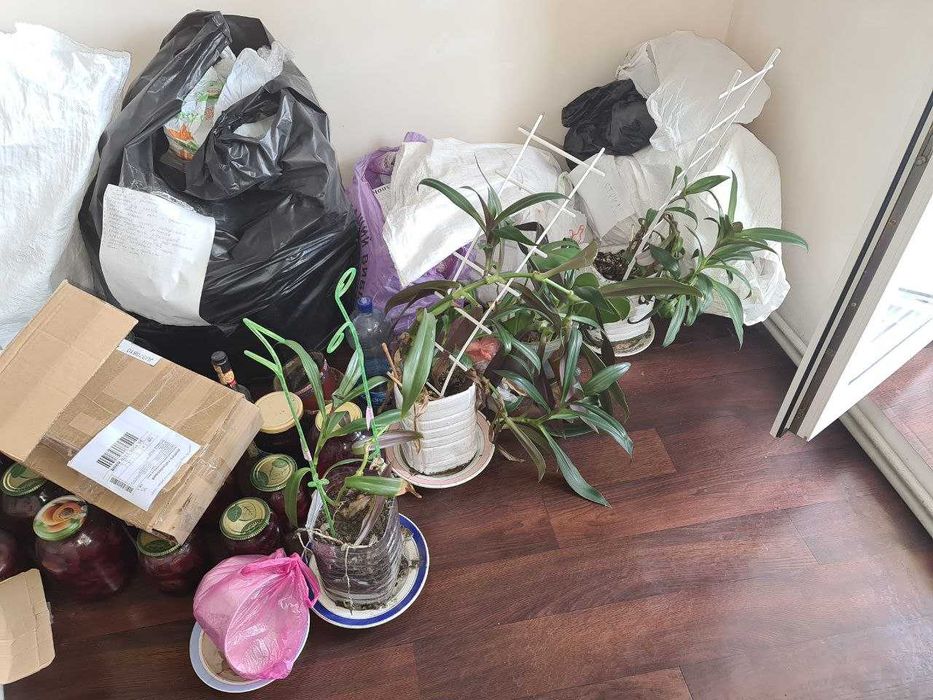 Комнатные растения меняю на еду или продам