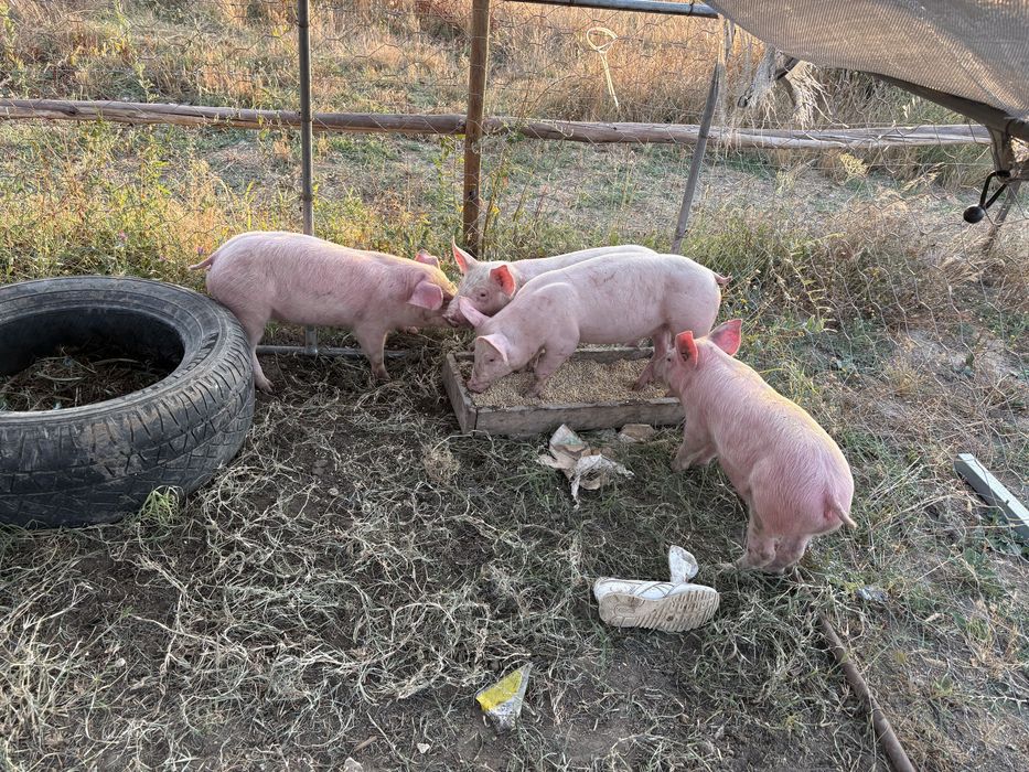Porcas e leitões
