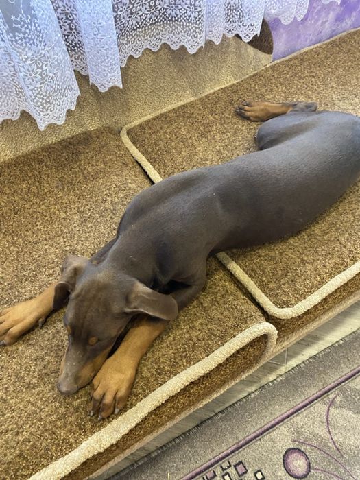 Продам цуценят добермана