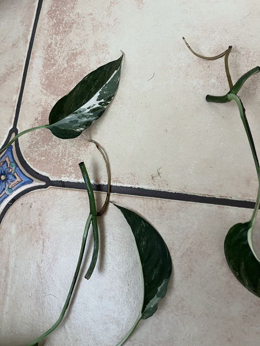 epipremnum pinnatum variegata okaz kolekcjonerski