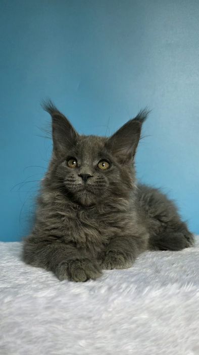 Голубая девочка мейн кун