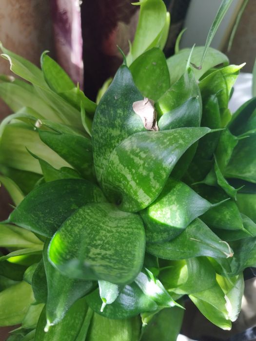 Сансевиерия, щучий хвост