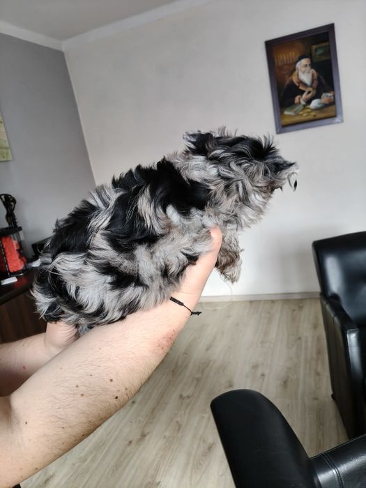 Sunia Yorkshire Terrier Blueberry Merle