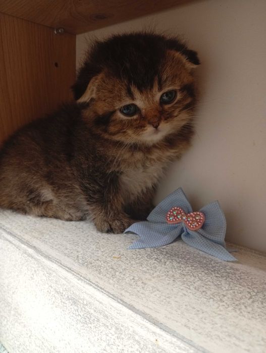 Скоттиш фолд девочка