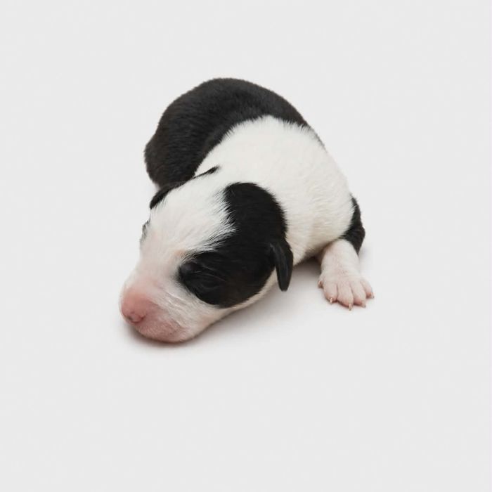 Border collie piękna suczka