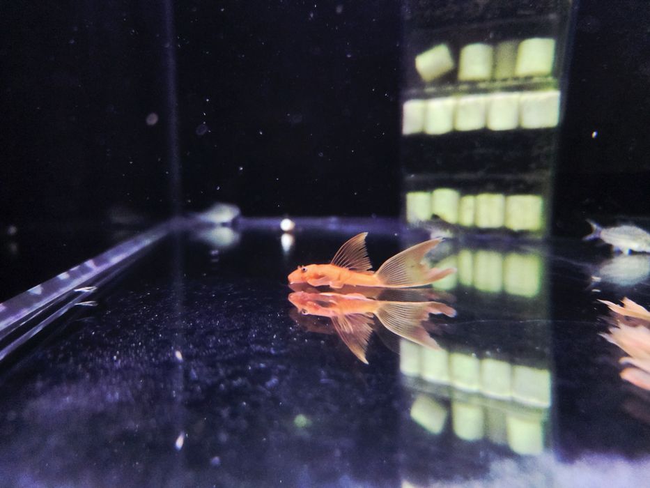 Zbrojnik super red long fin (czerwony weloniasty) glonojad