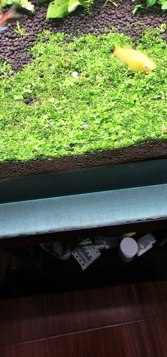 Monte carlo planta aquario