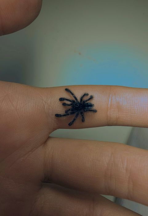 Caribena versicolor L1 ptasznik