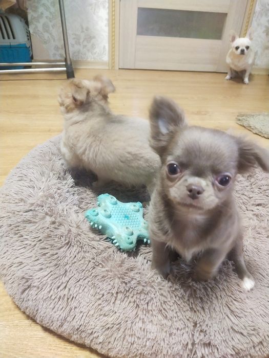 Продается Чихуахуа