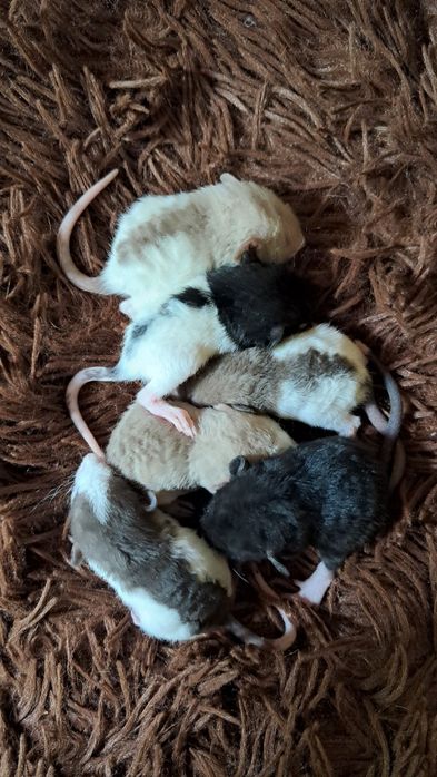 Пацюки кучеряві дамбо  рекс.