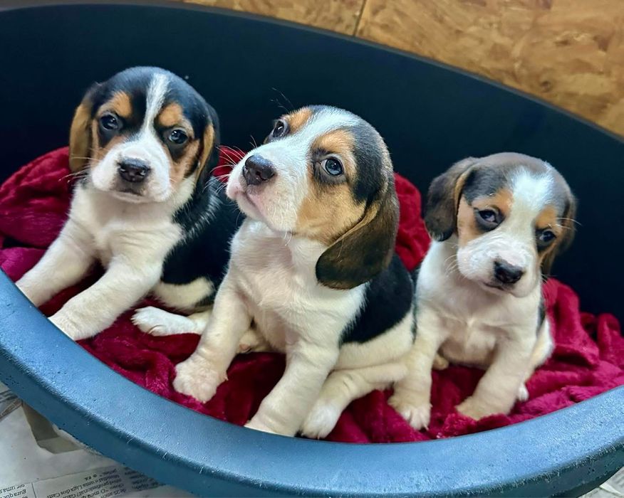 Beagle tricolor m f