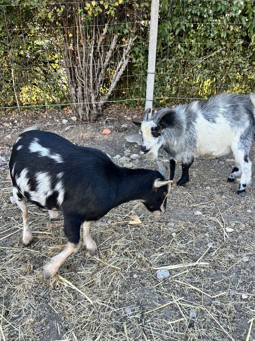 Casal de cabras anas