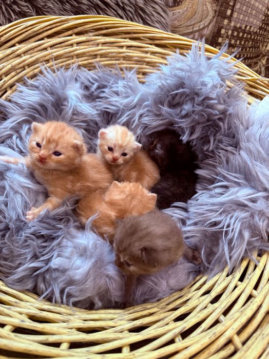 Шотландські кошенята