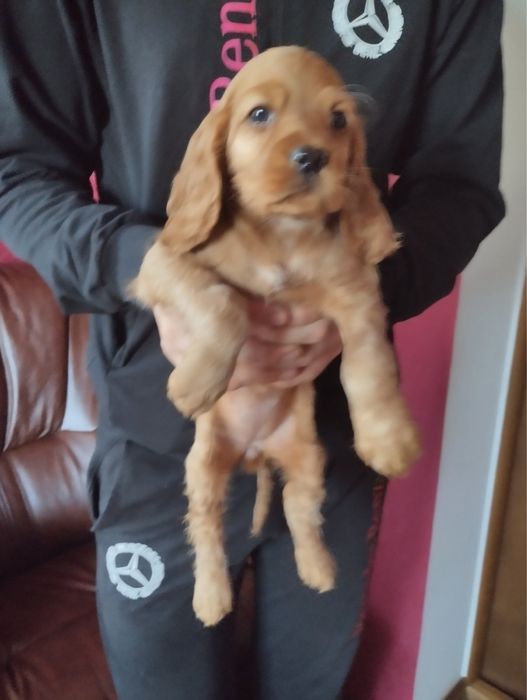 Продам цуценят Спаніельчиків