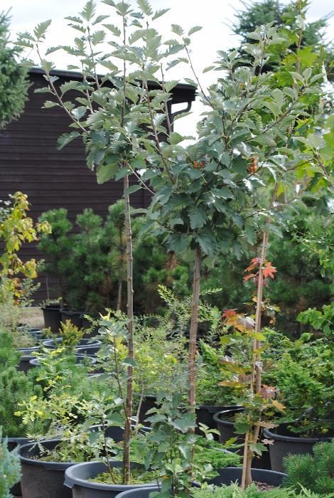 Jarząb Szwedzki 'Sorbus Intermedia' 300cm !!!