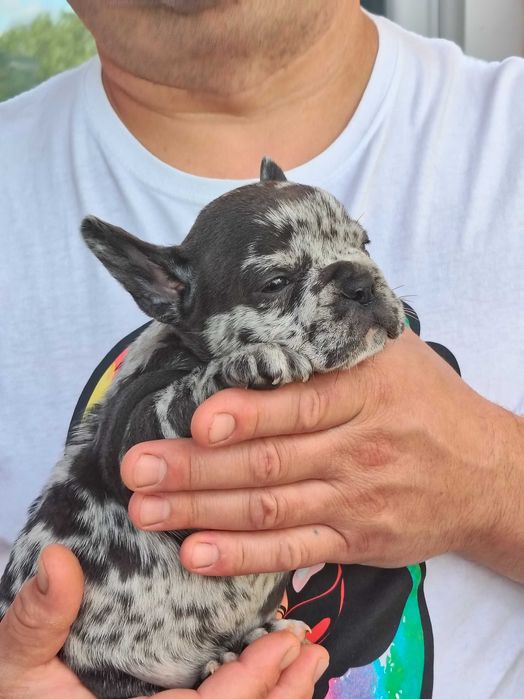 Buldogue Francês  femea Merle