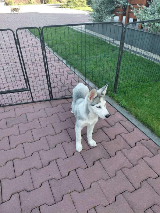 Siberian Husky blekitnoki