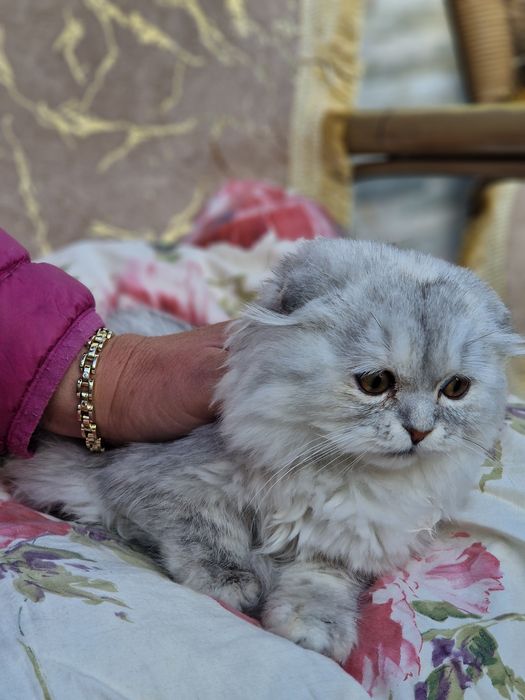 Kotka srebrna szkocka zwisłoucha długowłosa