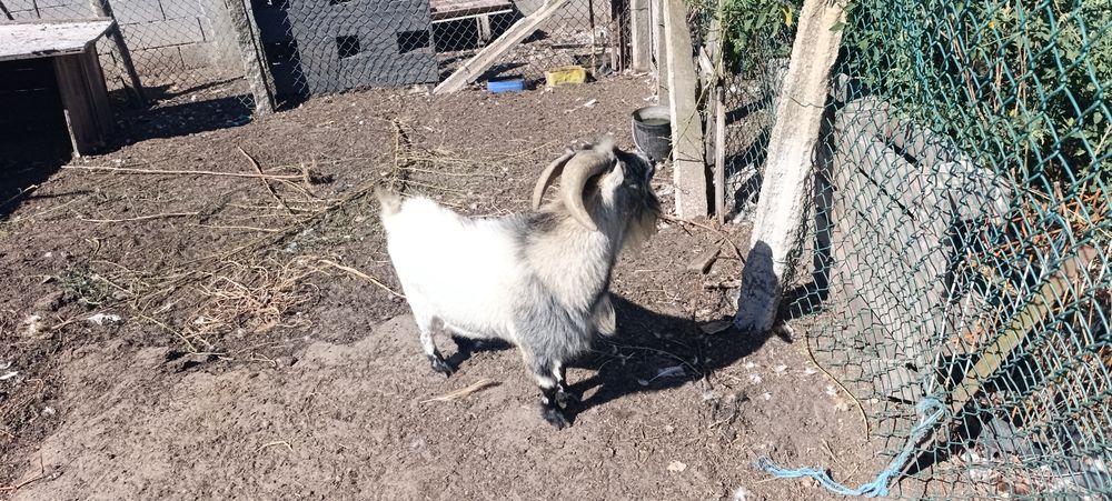 Cabras anas prenhas e chibo