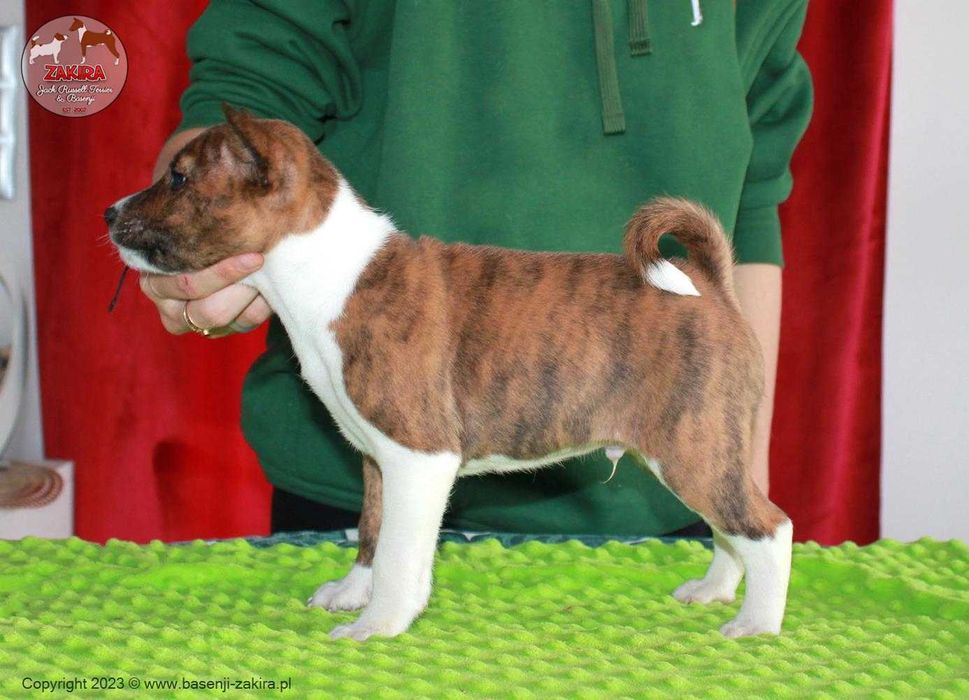 Szczenię Basenji po Multi Championie, WIOSNA-LATO 2026, ZAKIRA FCI