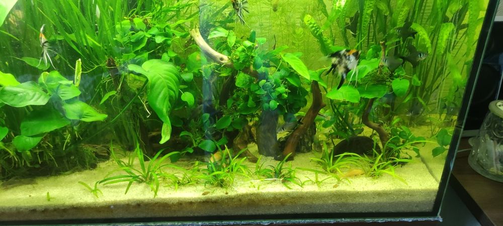 Rośliny akwariowe z przycinki zbiorników
